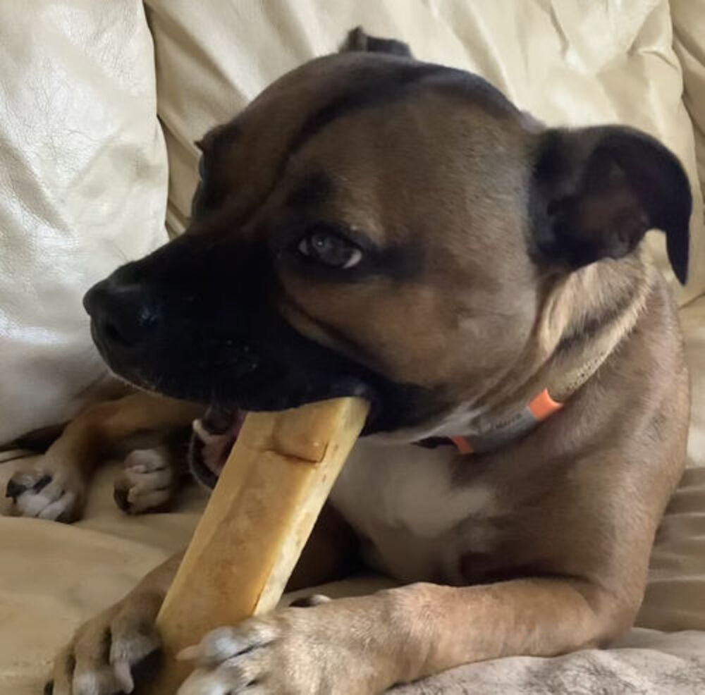 All Natural Himalayan Yak Cheese Dog Chews