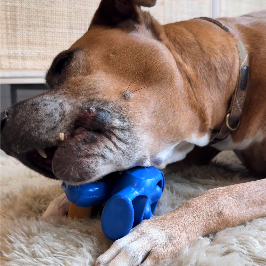 HappyChews™ Safety Chew Holder